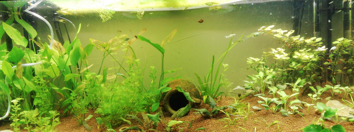 aquarium Juwel 180