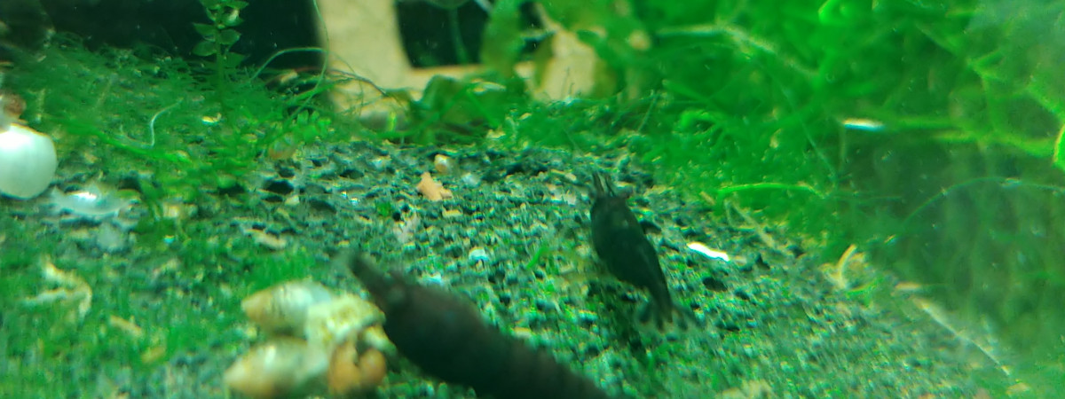 aquarium Bac sakura chocolat