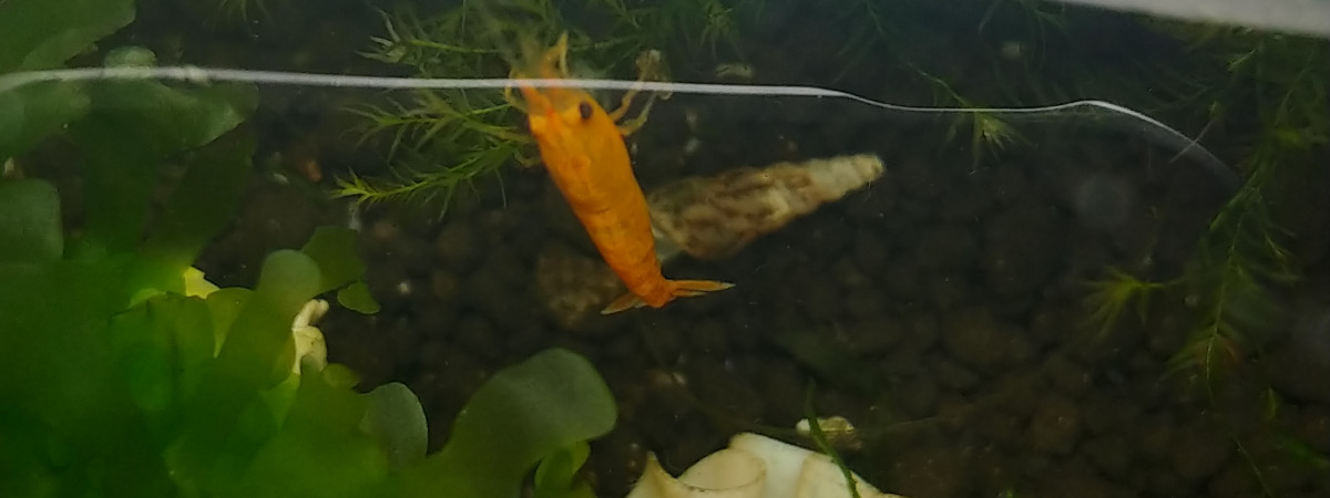 aquarium Bac Sakura Orange