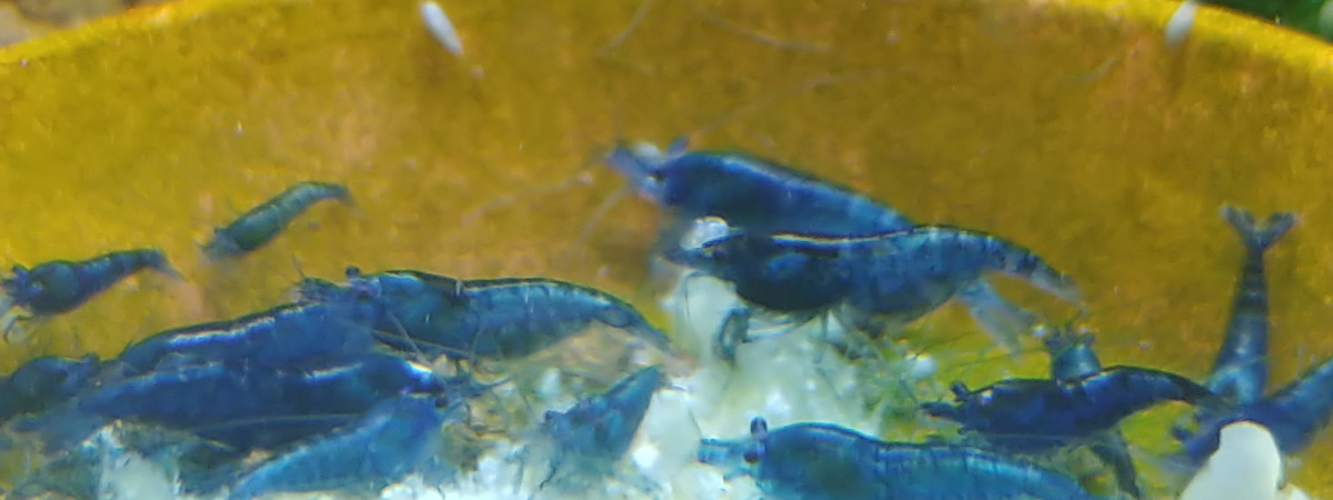 aquarium Bac Blue Saphir