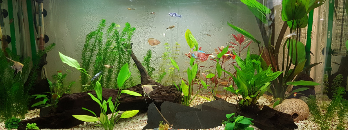 aquarium Bac 1