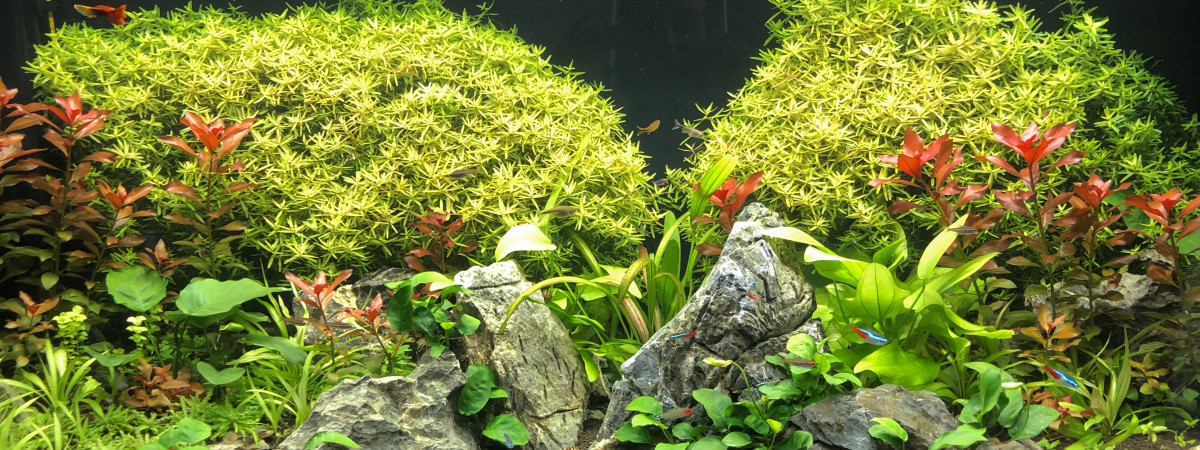 aquarium 400L