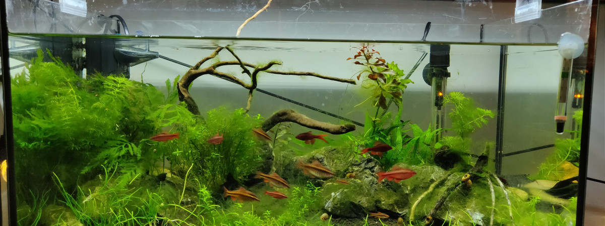 aquarium 54L biotope asiatique