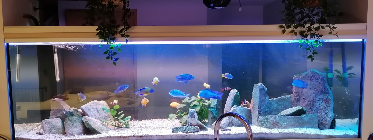 aquarium Malawi