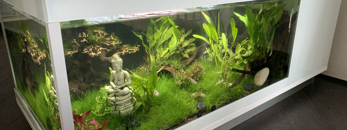 aquarium Axolotle