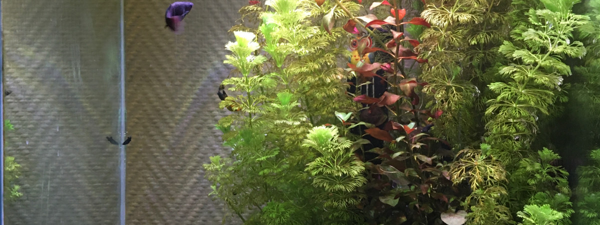 aquarium Cube
