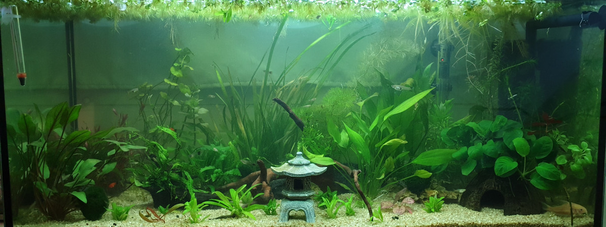 aquarium Aquarium 80L