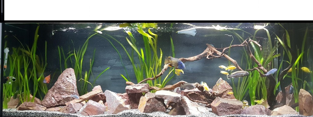 aquarium malawi