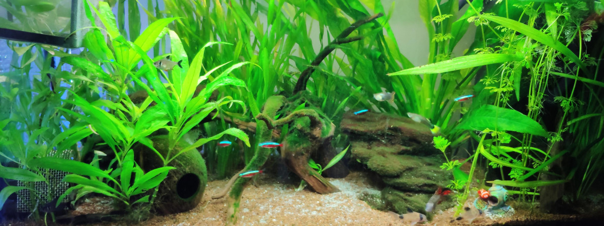 aquarium Juwel Rio 125L