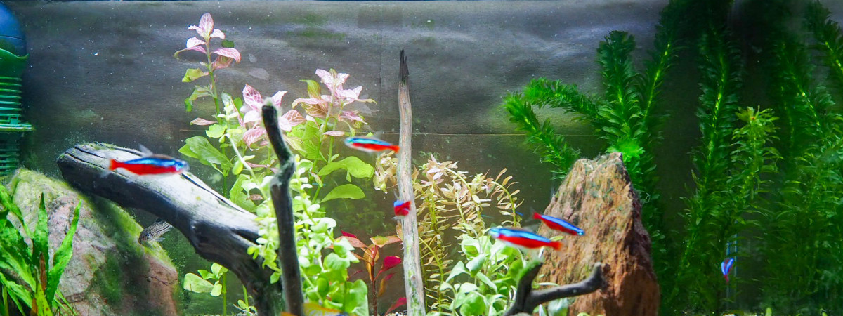 aquarium 54 L amazonien