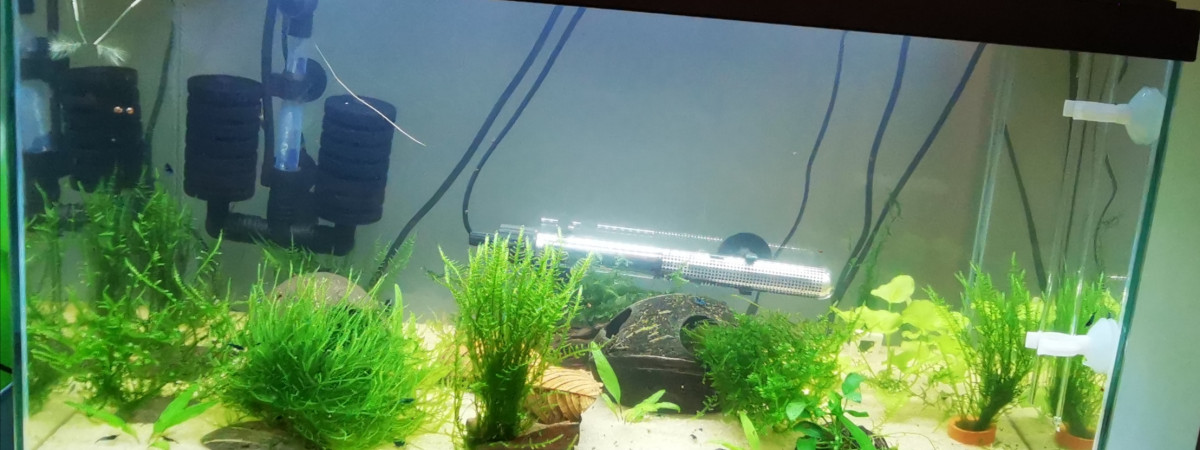 aquarium Blue Velvet