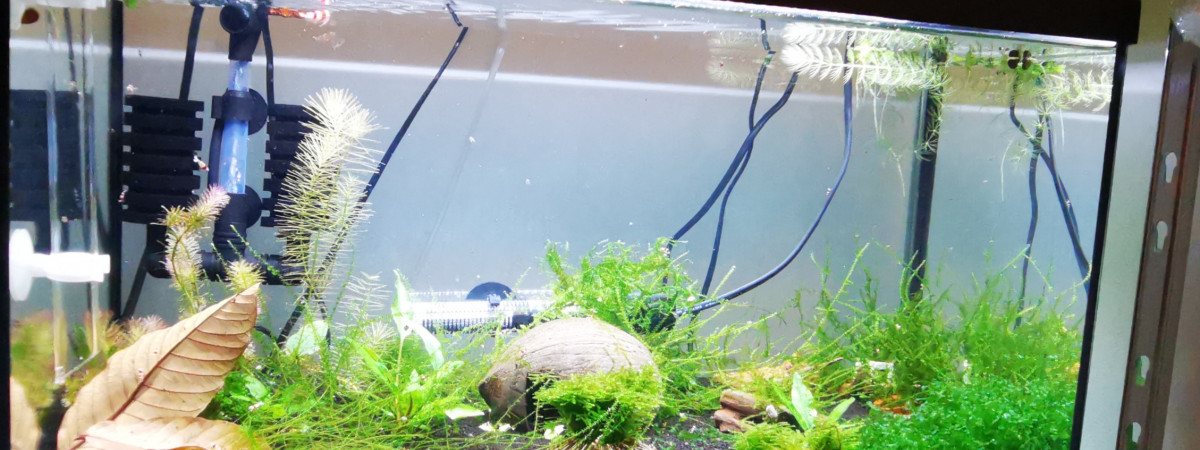 aquarium Crystal Red et Prl