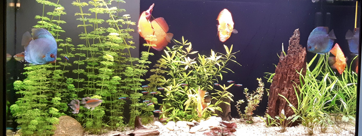 aquarium biotope amazonien