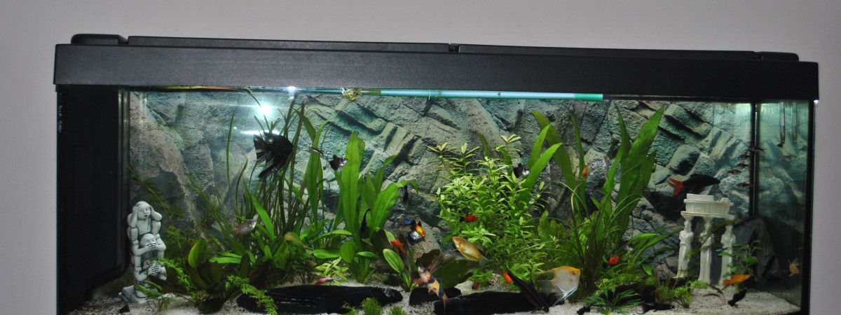 aquarium scalaire
