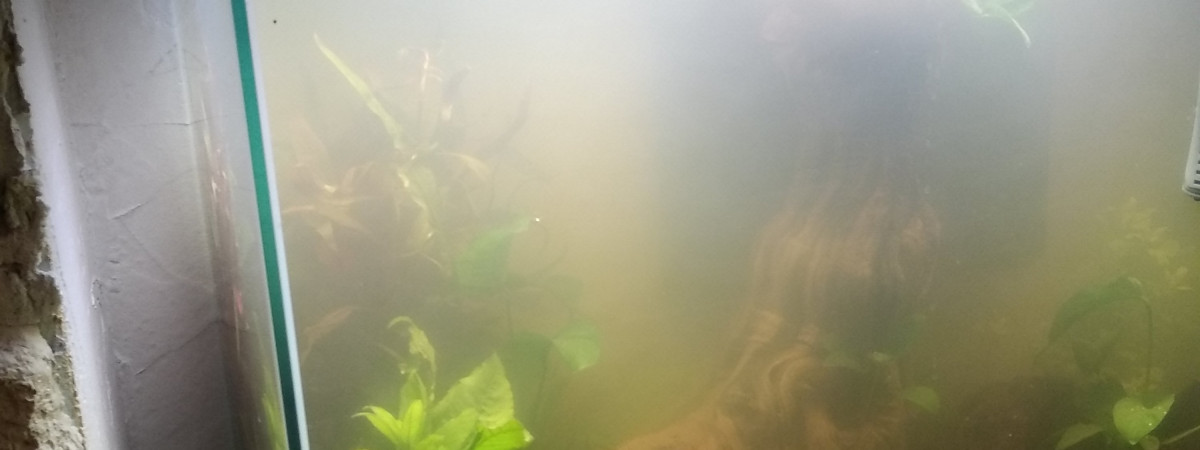 aquarium Ciano émotions
