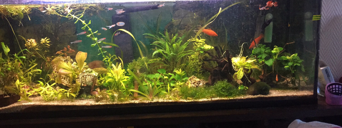 aquarium 120L communautaire