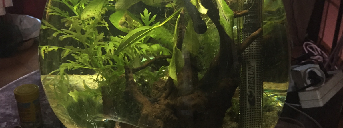 aquarium La bulle