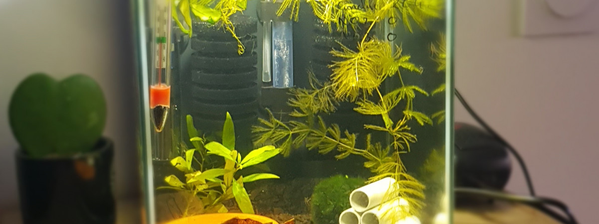 aquarium Aquascape