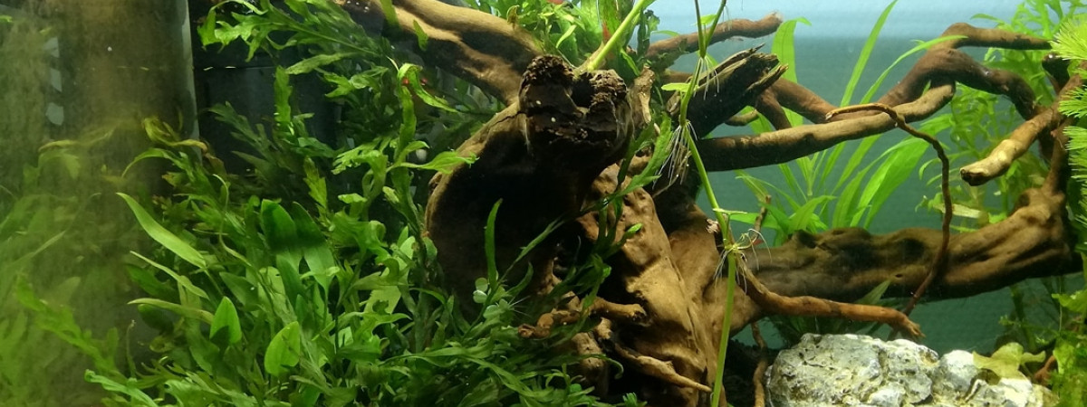 aquarium 40l Anzu