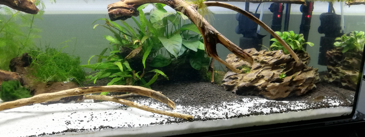 aquarium 120l Pingguo-ringo