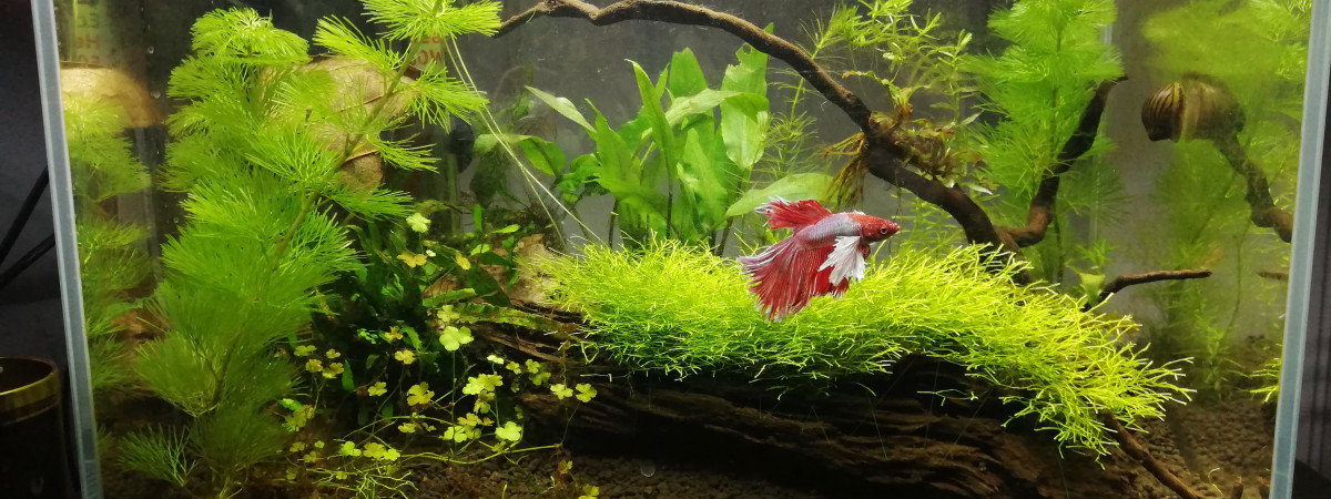 aquarium 28l samourai