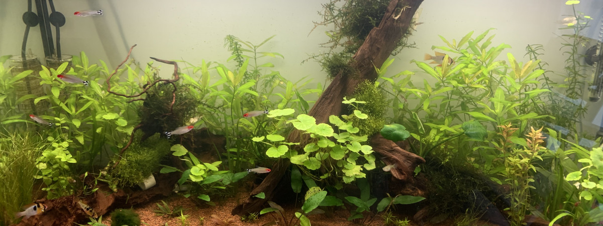 aquarium AQUATLANTIS 200L