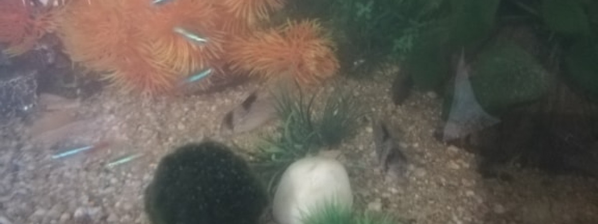 aquarium Mon aquarium 120 l