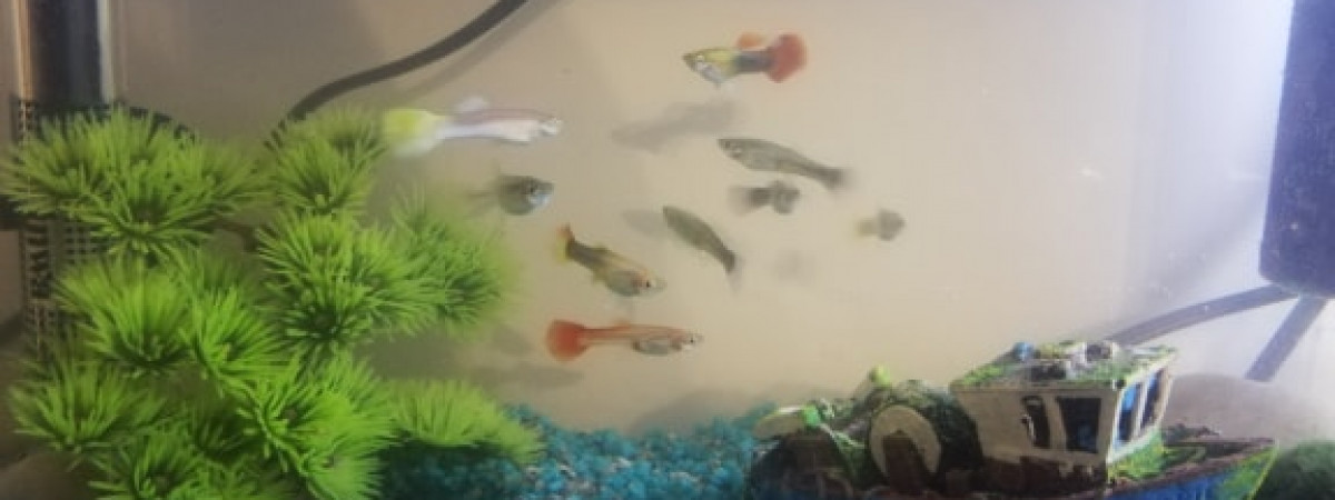 aquarium Aqua des Guppys