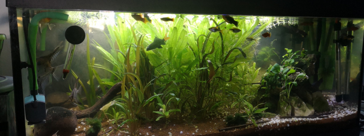 aquarium Le mix