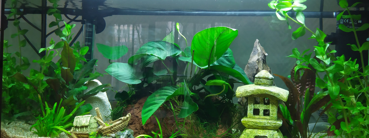 aquarium 56 litre