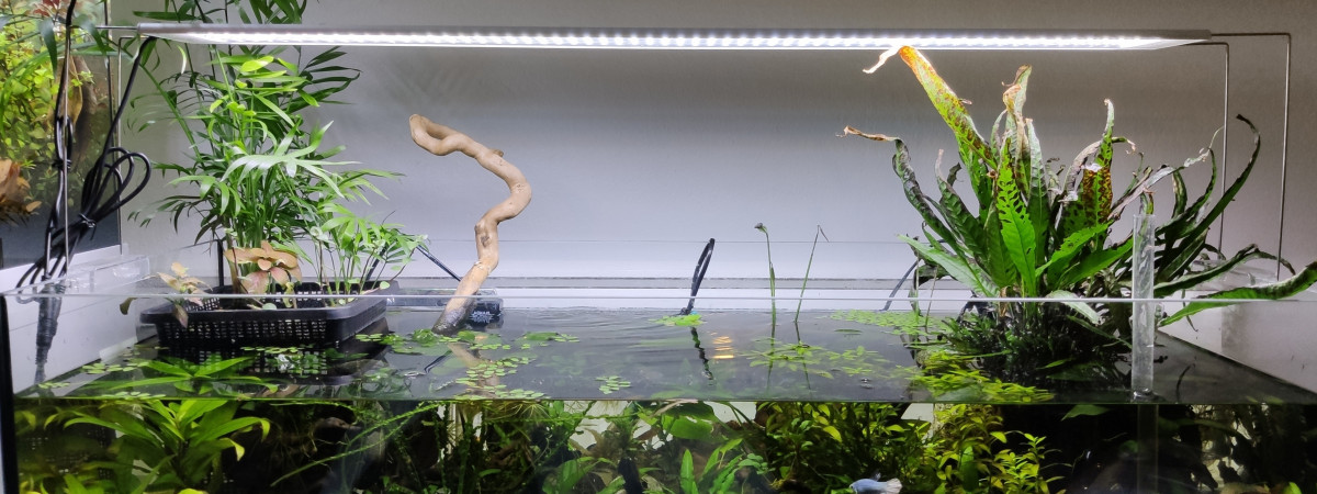 aquarium Riparium 80L JeanMichel Betta ARRET 18 SEPTEMBRE 2021