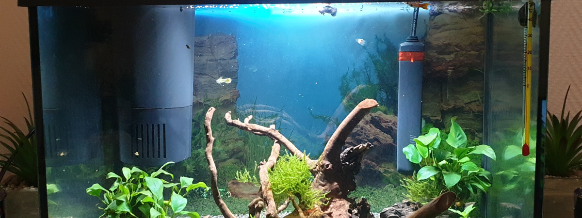 aquarium Teddy