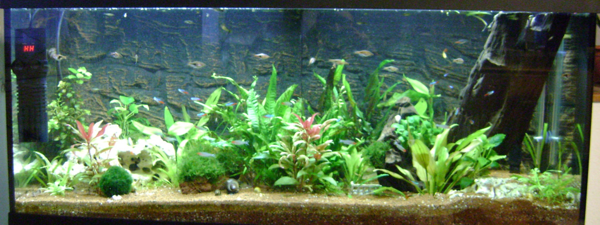 aquarium corydo