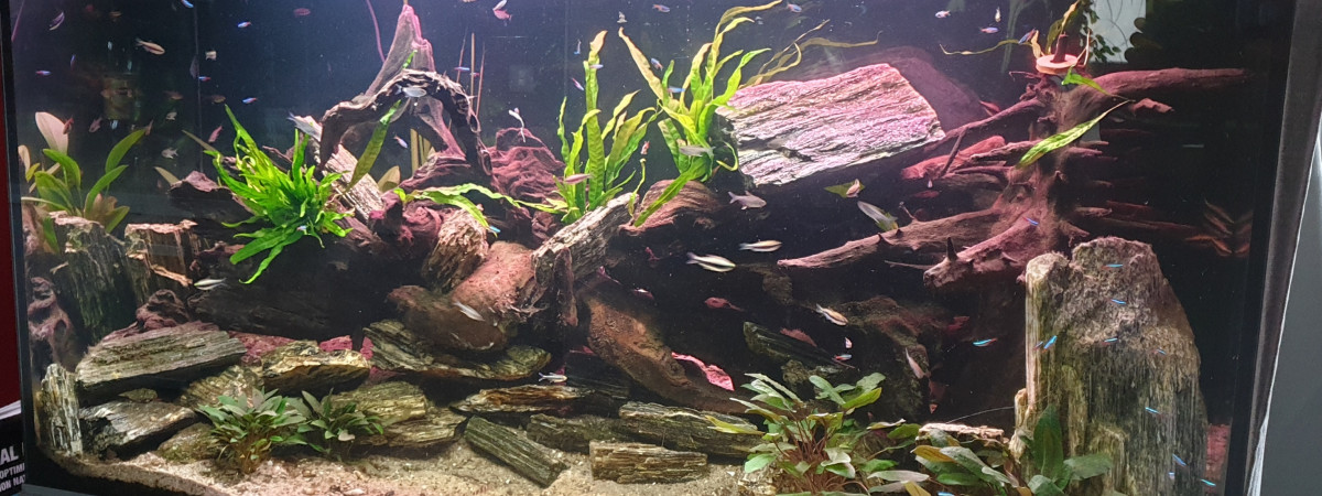 aquarium Bac à Tetras