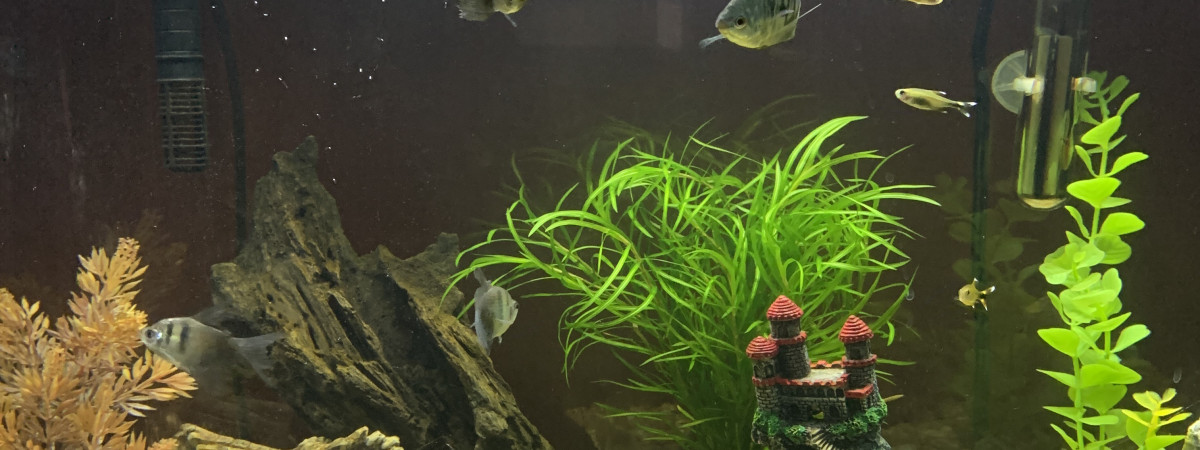 aquarium caro