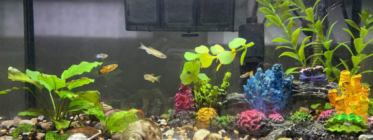aquarium Lori