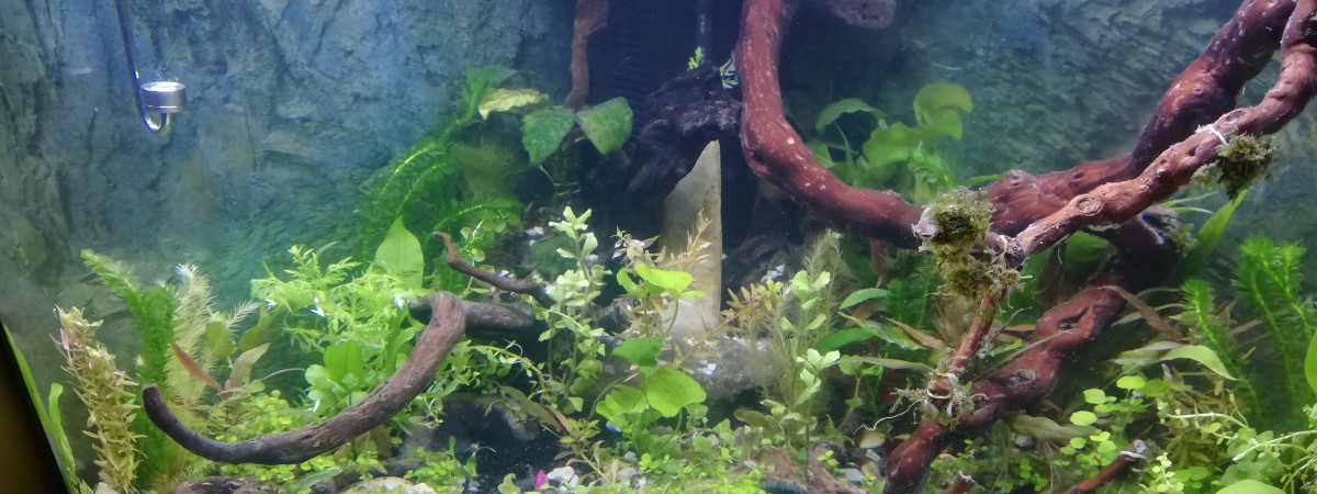 aquarium Trigon 190