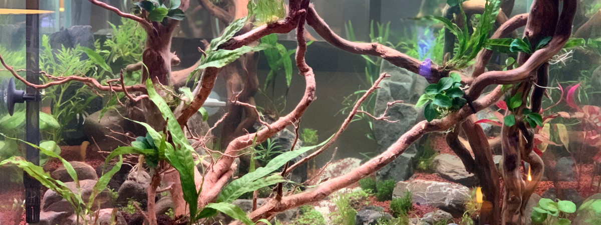 aquarium Forêt enchantée