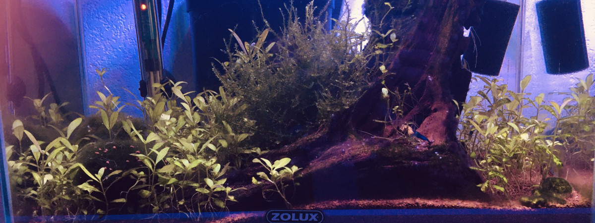 aquarium 20litres blue velvet