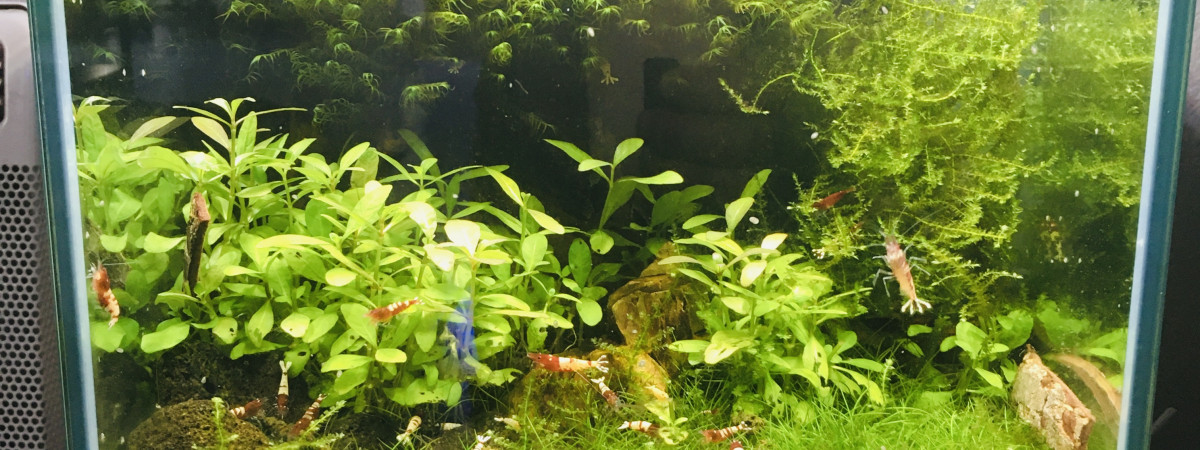 aquarium 20 litres Taiwan bee