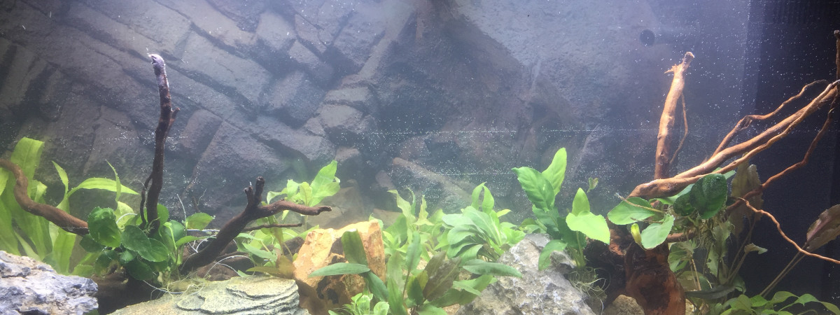 aquarium aquarium 120