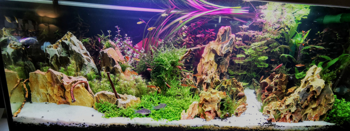 aquarium Communautaire 1