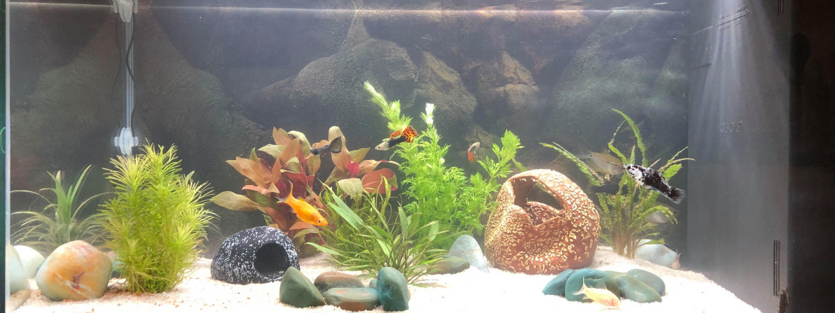 aquarium aquarium