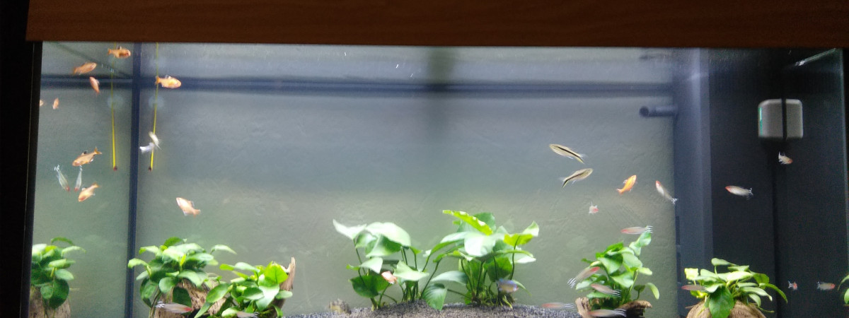 aquarium juwel rio 180