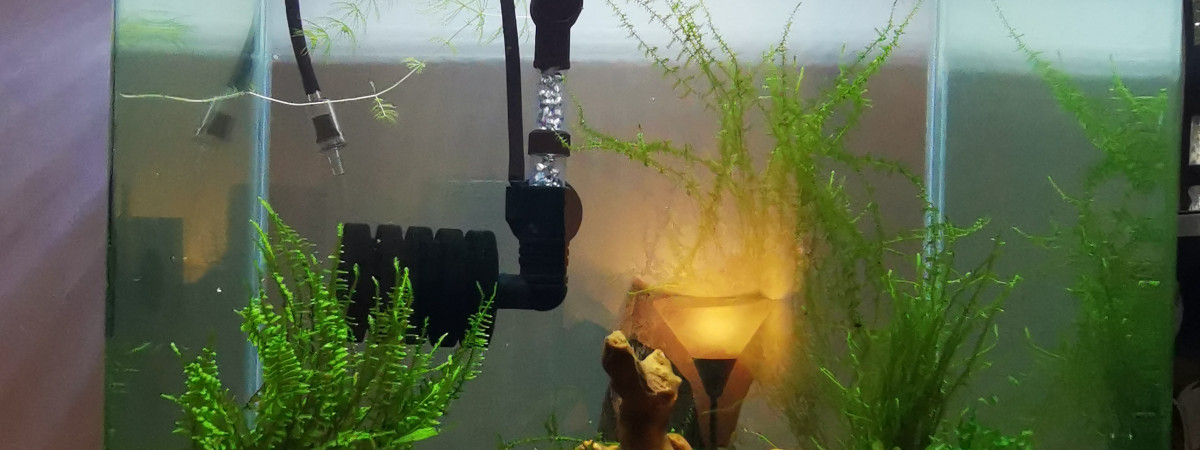 aquarium King kong One Stripe