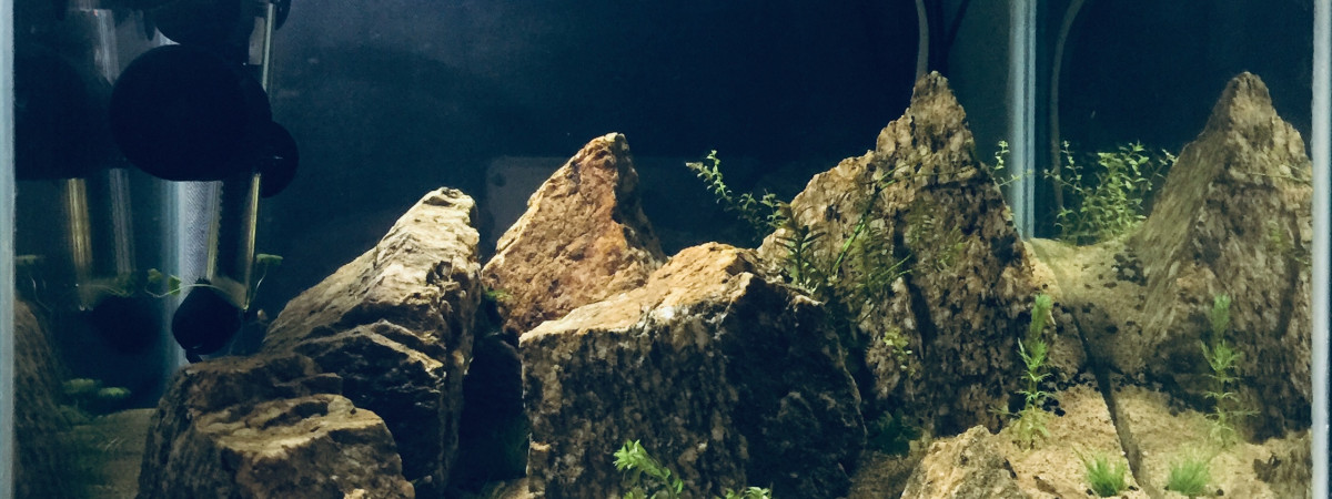 aquarium Montainscape