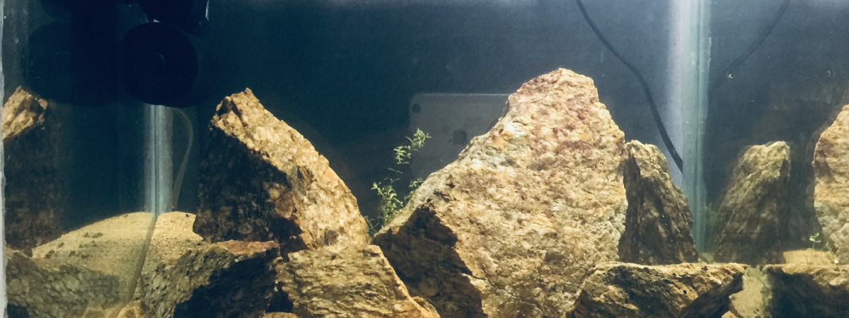 aquarium Iwagumi