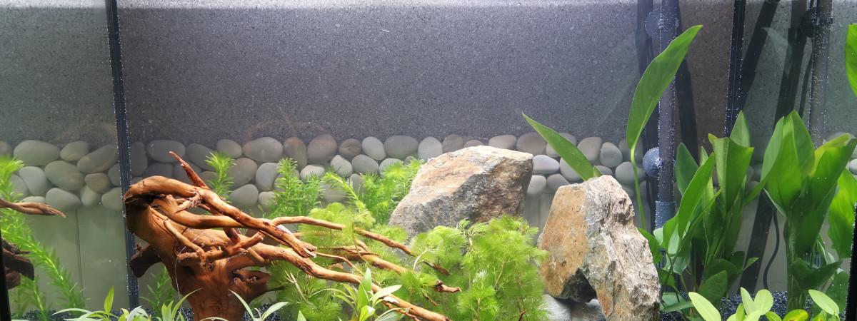 aquarium 150L Tansuigyo no Rakuen