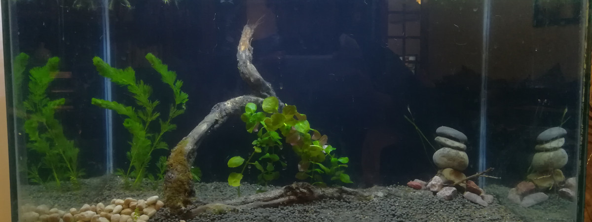 aquarium Aqua boug 74