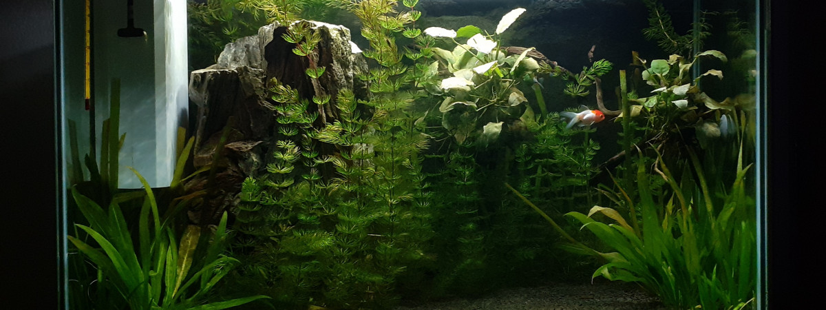 aquarium Superfish120